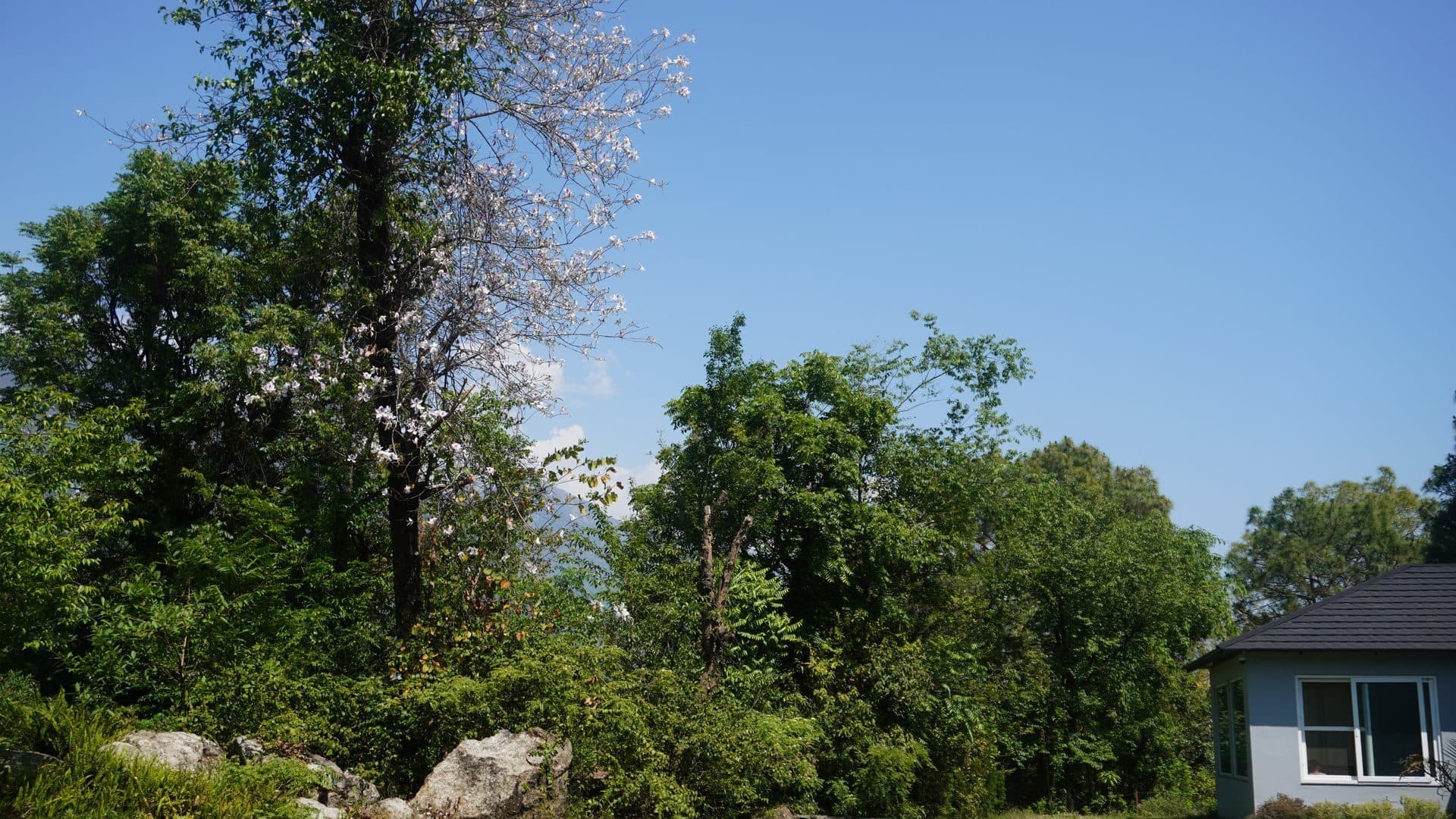 Himalayan landscape above Dharamshala